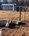 Bébé chèvre regarde les canards s'affronter - Buzz Buddy