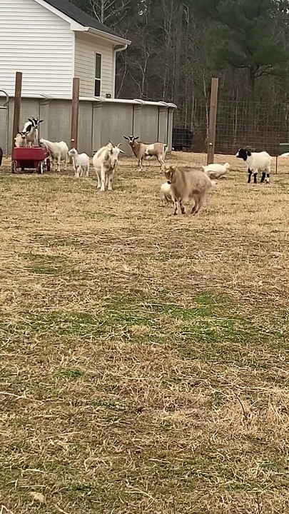 Le canard chasse la chèvre autour de la ferme - Buzz Buddy