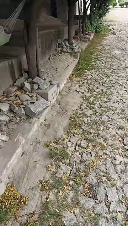 Chien traîne dans un hamac - Buzz Buddy