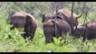 Famille d'éléphants dans le parc national de minneriya - Buzz Buddy
