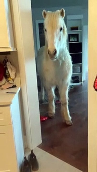 Hrimnir un cheval islandais fait irruption dans la maison - Buzz Buddy