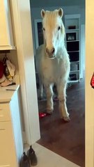 Hrimnir un cheval islandais fait irruption dans la maison - Buzz Buddy