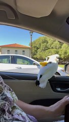 Koko l'oiseau se moque d'une dame en passant par - Buzz Buddy