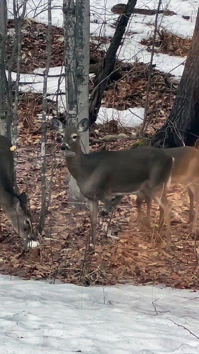 Cerf à 3 pattes dans l'ouest du Maine en plein essor - Buzz Buddy