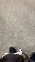 Kitty se frotte à chaque pas - Buzz Buddy