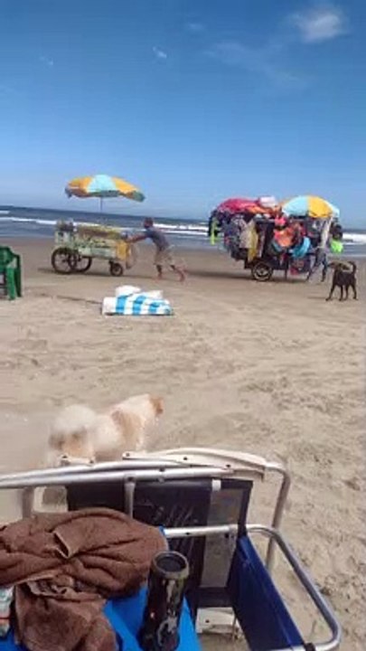 Le chien a l'air frais dans la tenue de plage - Buzz Buddy
