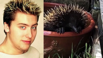 Ozzy Man Reviews Animals Relaxing #6