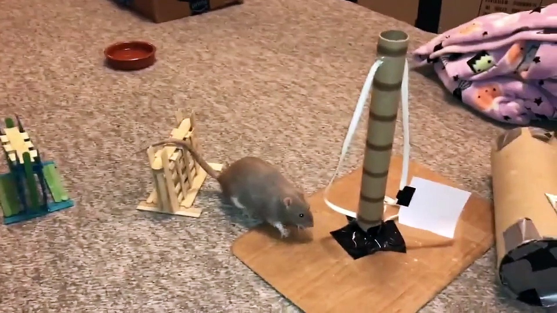 Bean the Rat Completes a Mario Agility Course