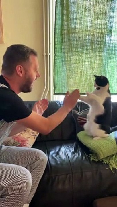 Dennis the Menace the Cat Plays Patty-Cake with Friend