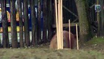 Ozzy Man Reviews Capybara Agility Course