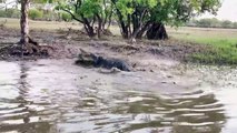 Ozzy Man Reviews Crocodile Eats Crocodile