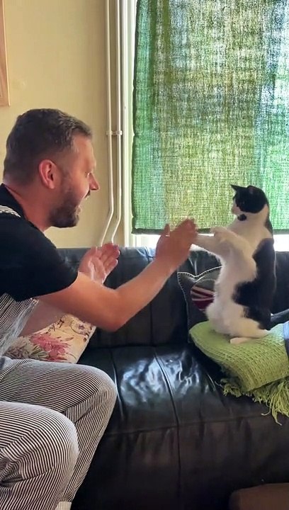 Dennis the Menace the Cat Plays Patty-Cake with Friend