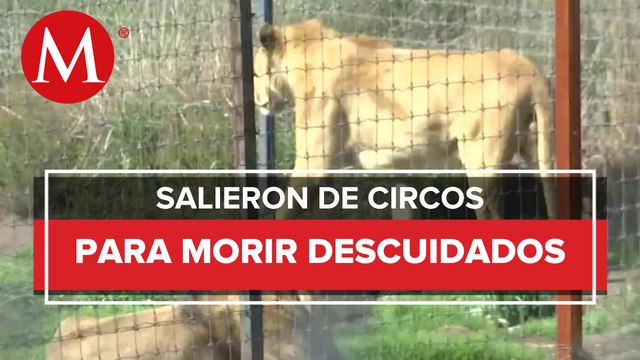 Circos reportaron 529 animales tras prohibición: Semarnat