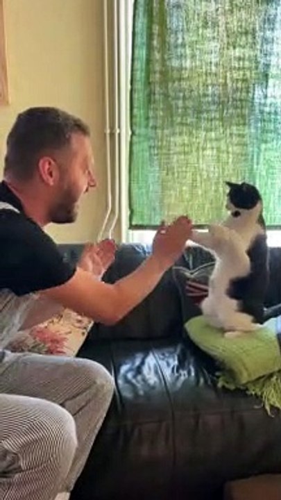 Dennis the Menace the Cat Plays Patty-Cake with Friend
