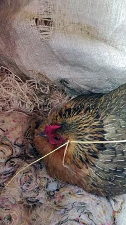 Mother Hen Adopts Baby Rabbit