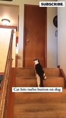 Funny Animals Will Make You Laugh - Best Of Funny Animals