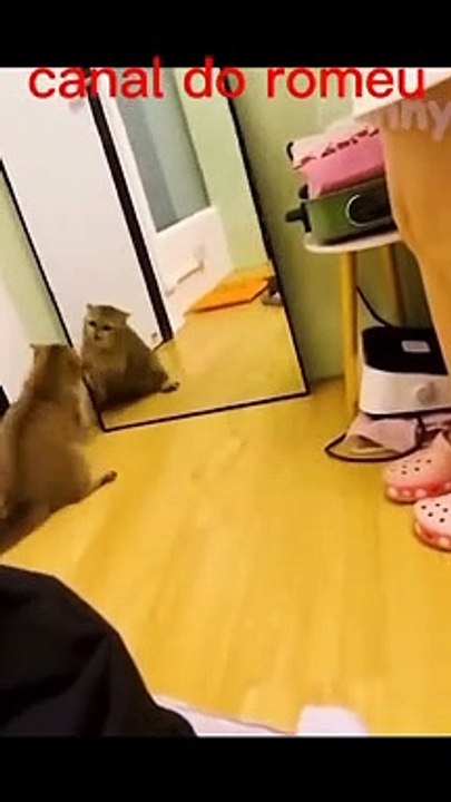 Funny Animals Will Make You Laugh - Best Of Funny Animals Of the Year