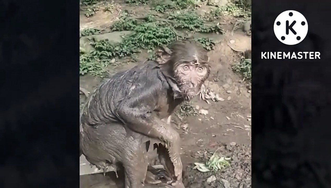 Funny and cute monkey video|| monkey funny compilation