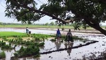 Farmer's planting season