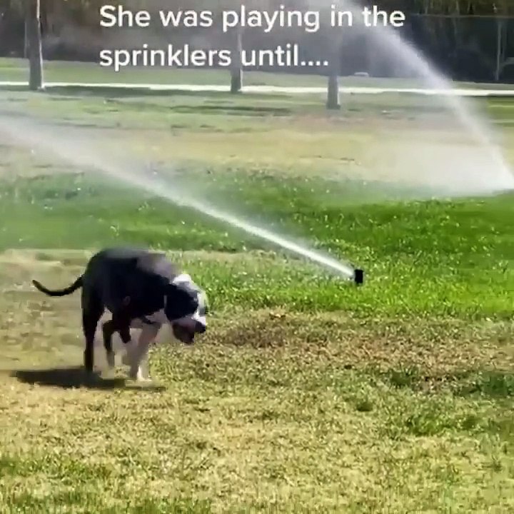 Try not to laugh animals - Funniest Cats And Dogs Videos