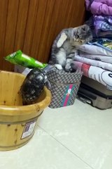 Funniest Animals  Comedy Videos Funny Animals Fun More
