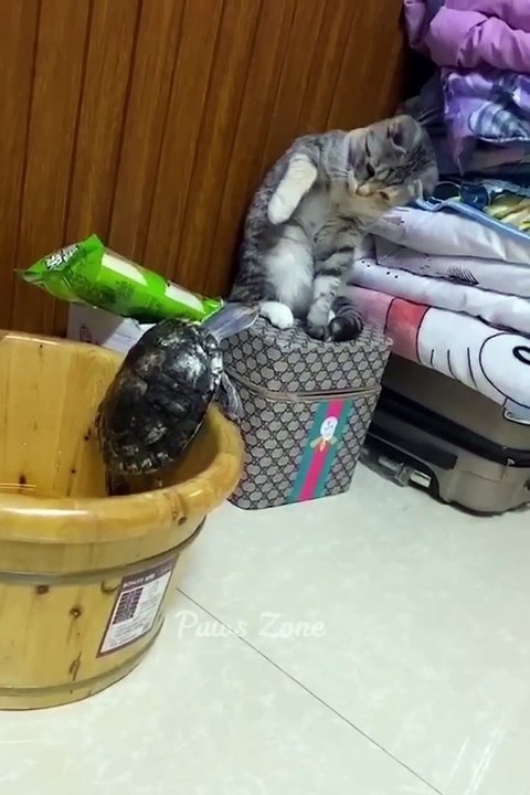 Funniest Animals  Comedy Videos Funny Animals Fun More