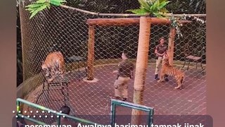Viral Video Pawang Wanita Digigit Harimau, Warganet Sorot Reaksinya