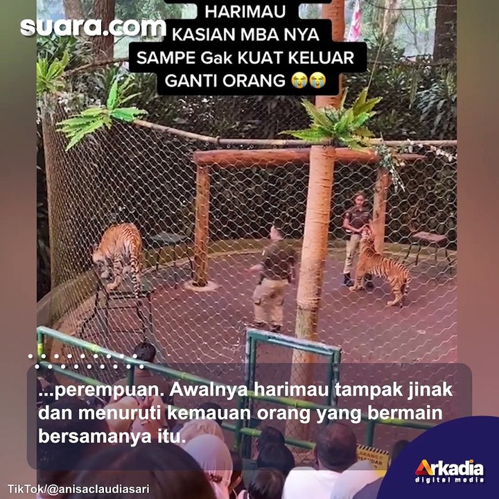 Viral Video Pawang Wanita Digigit Harimau, Warganet Sorot Reaksinya