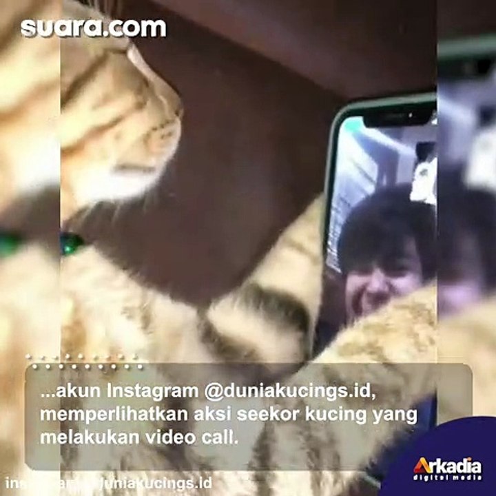 Ritual Kucing Tak Biasa, Sebelum Tidur Video Call Terlebih Dulu