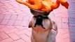 Wow Very Amazing Dog Video _ Worlds Best Legend Dog Animals _ Animals Funny Videos #shorts #animals
