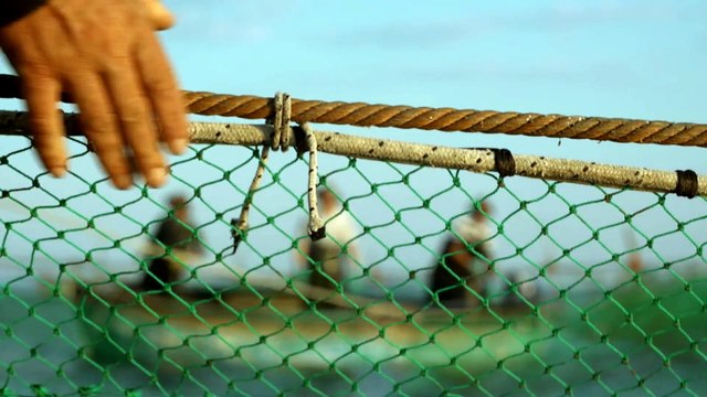 VIDÉO - Enquête exclusive : en Albanie, le crabe bleu menace les pêcheurs