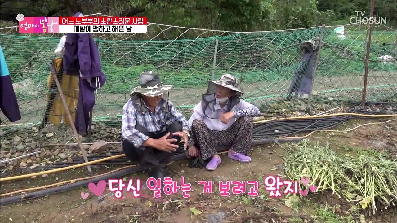 여전히 알콩달콩 고소한 냄새 풍기며 깨밭 데이트★ TV CHOSUN 20220904 방송