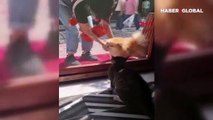 'Panter' isimli kedi sokaktan geçen köpeklere saldırdı