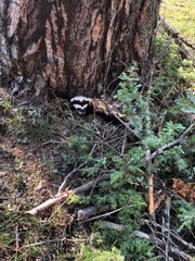Bolu haber... Bolu'da alaca sansar görüldü