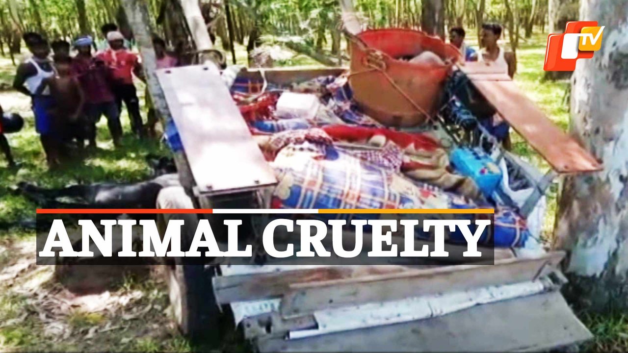 Shocking Animal Cruelty | Horse death in Odisha triggers cry for action