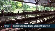 Peternak Resah Harus Naikkan Harga Telur karena Pakan Ayam Capai Rp 392.000,- per Karung