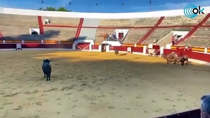 Un victorino siembra el pánico en la plaza de Daimiel