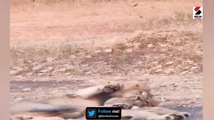 Video: તાજું જન્મેલુ સિંહબાળ પિતા સાથે હળવા મૂડમાં