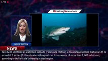 Californians plagued with feet-eating 'mini-shark' bugs - 1BREAKINGNEWS.COM