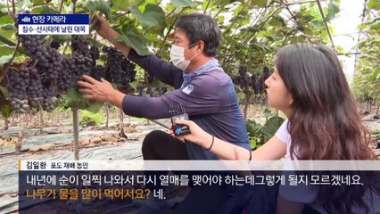 [현장 카메라]“하필 추석 대목에…” 호우에 멍든 농가