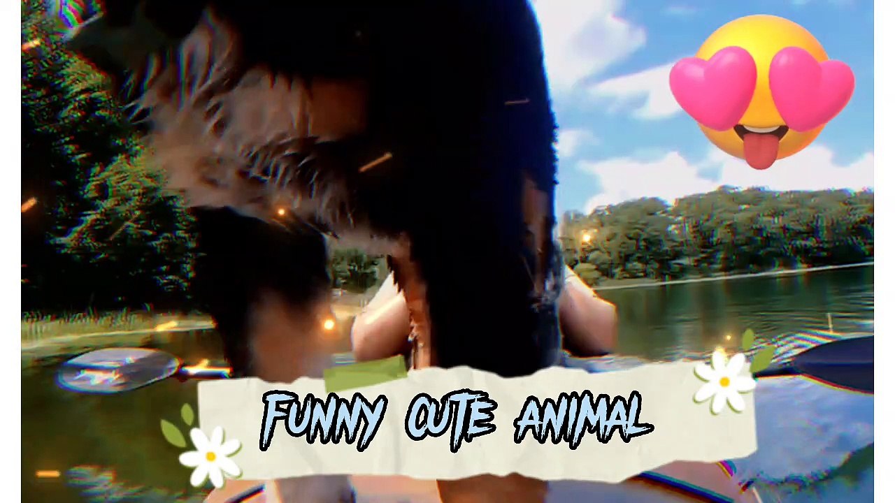 cat| black cat