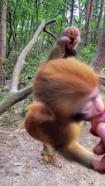 Cute little monkey