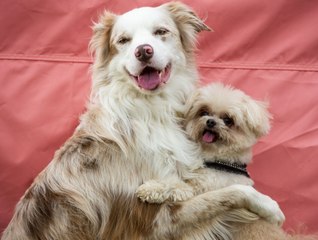 DogFest, the nation’s favourite dog-friendly festival arrives at Dalkeith Country Park this September