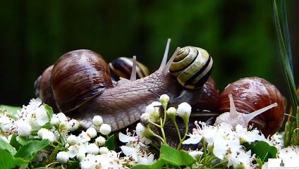 Beautiful Relaxing Music Calming music Bird Forest Ambience for 15 minutes no talking