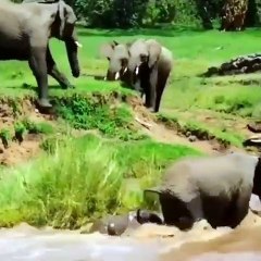 mother saves baby elephant floating in water