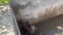 Sulama kanalı düşen ayı, 5 saatlik çalışmayla kurtarıldı