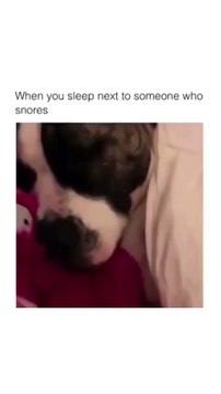 When You Sleep Next to Someone Who Snores Funny Dog and Cat video