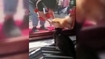 Beyoğlu’nda 'Panter' isimli kedi sokaktan geçen köpeklere saldırdı