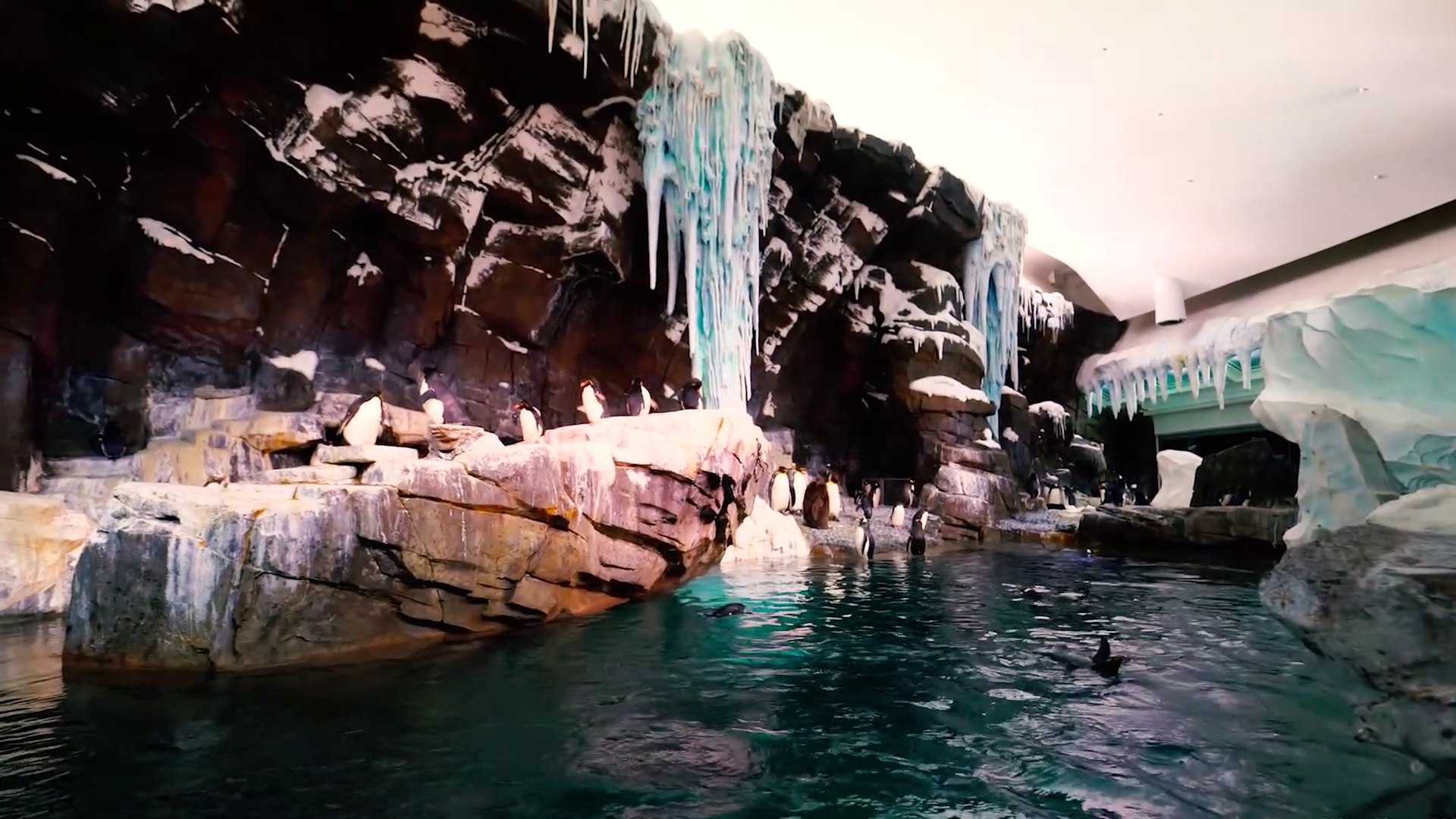 Seaworld Orlando Antarctica Expedition Odyssey | Rides | SeaWorld