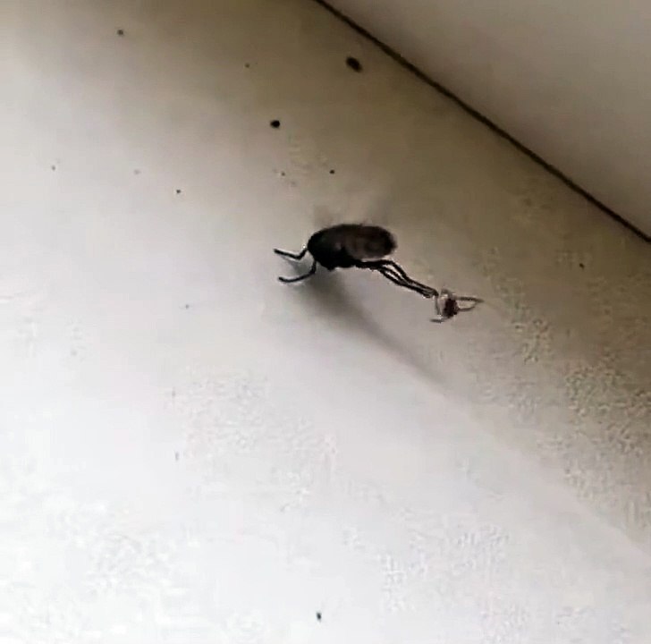 Cette toute petite araignée à capturer son diner... pour le mois